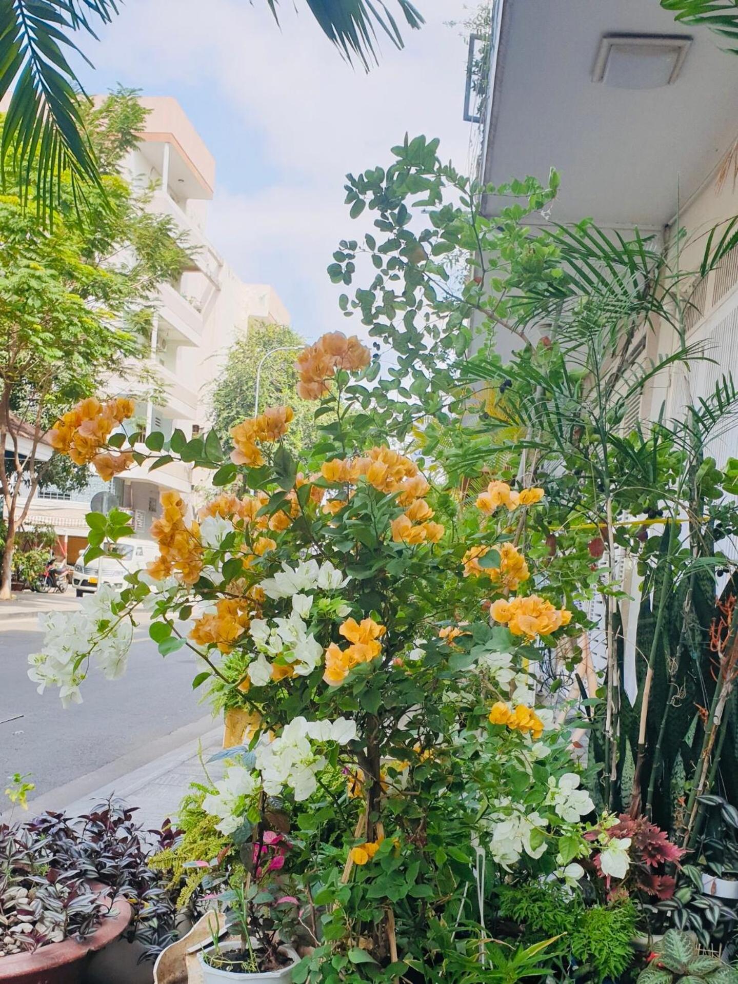 Chez Lotus Rose Hotel Ho Chi Minh City Exterior photo